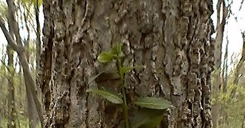 Wintercreeper W**d Wrangle for the Animals