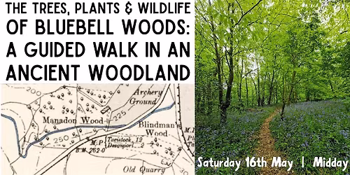 The Trees, Plants & Wildlife of Bluebell Woods - An Ancient Woodland