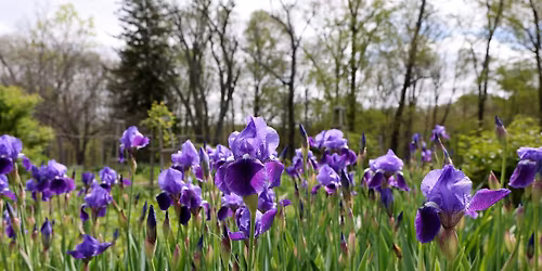 41st Annual Wildflower Foray (all ages) 