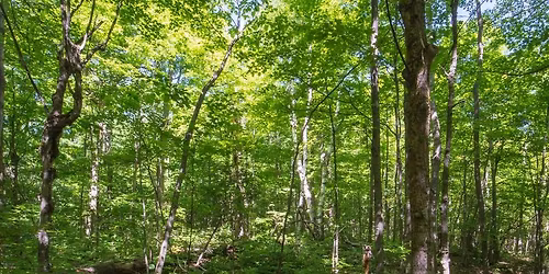 Communing with the Living World: A forest therapy walk for adults and youth ages 15 and older