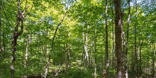 Communing with the Living World: A forest therapy walk for adults and youth ages 15 and older