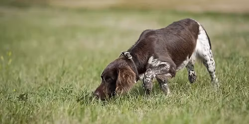 Warsztaty z tropienia po twardych nawierzchniach z Jocke Berlin (Szwecja)