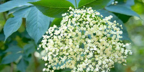 Meeting Elderflower