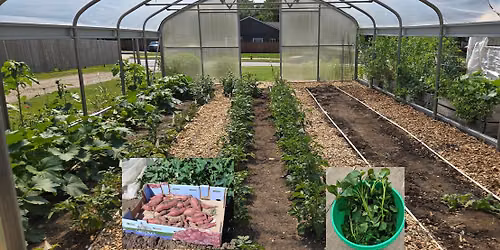Double Cropping Sweet Potatoes