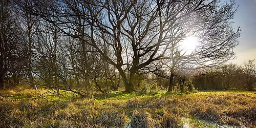 The Start of Summer at Sweet Briar Marshes - a free volunteer-led walk