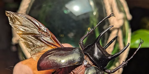 Insect Pinning Class: Chiron Rhinoceros Beetle