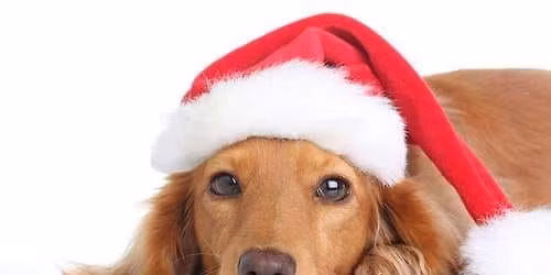 Juleg\u00f8y \ud83c\udf85\ud83d\udc3e Trening og leker - kl. 18.00 