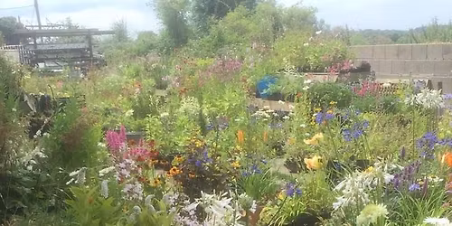 Perennial nursery open day