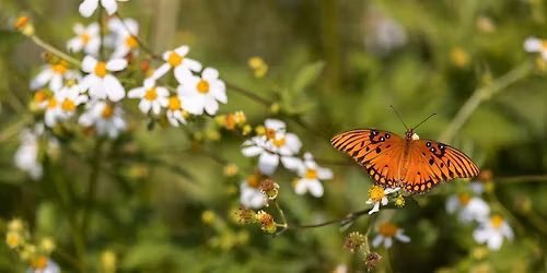 3-17-2026  Creating a Pollinator Garden...Wherever You Live!