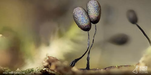 Enchanted Slime Mould Forest 