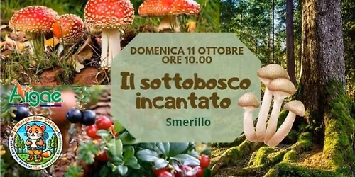 Il Sottobosco Incantato