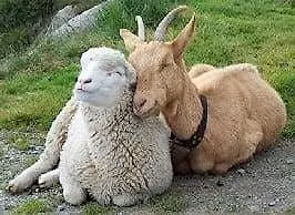 Sheep and Goat Basics: What Every New Owner Needs to Know