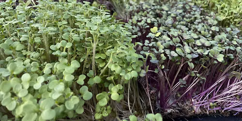 Cooking with microgreens