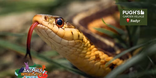 October Half Term, Reptiles & Mini Beasts Workshops