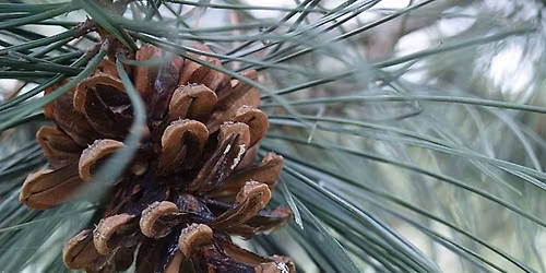 Pines of Maryland: Evolution, Habitat, Threats and ID