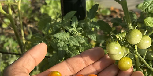 Farm to table dinner