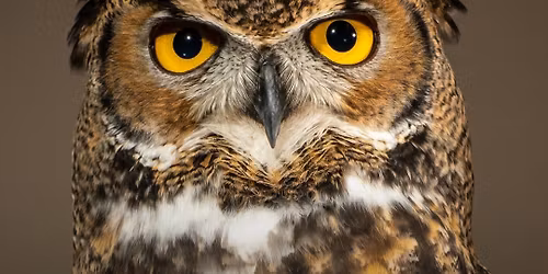 California Raptor Center's Annual Fall Open House 2025
