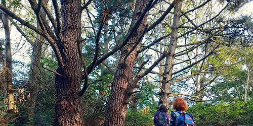 Wild Wellness Wander at Turlin Moor