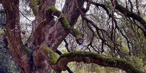 Shinrin-Yoku (Forest Bathing)