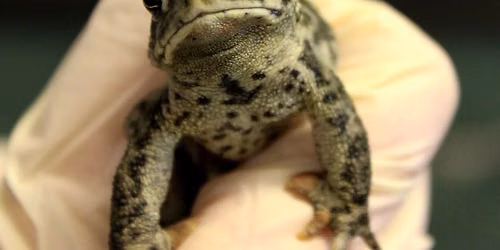 Wildlife On Tap: Herps of Wyoming