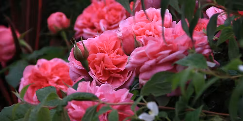 ROSE WEEKEND AT THE NURSERIES 6th - 7th JUNE