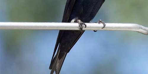 Bird Walk - Georgetown Waterfront Park