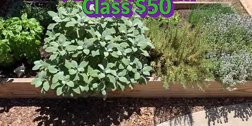 Using Garden Herbs
