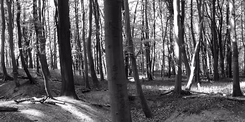 Guided Tour of WW1 Practice Trenches, Wytham Woods