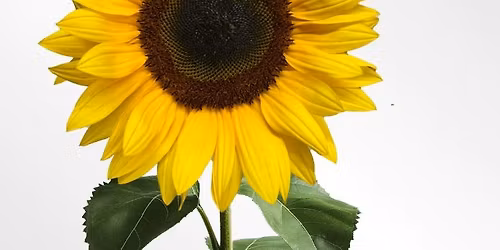 SUMMER TIME  Market Fair 