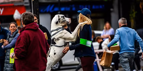 2026 Pooch Parade at Kildare Derby Festival