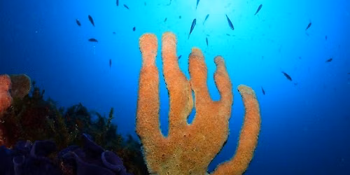 10-30m  Local dive 
