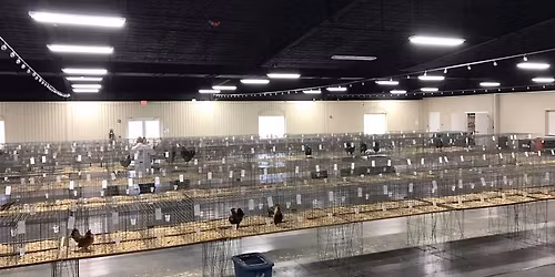 France feathers poultry and rabbit show