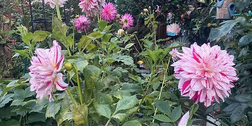 Secular Meditation in the Garden 
