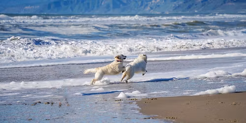 Vancouver Island Practical Training - L3 Certificate in Canine Hydrotherapy (International)