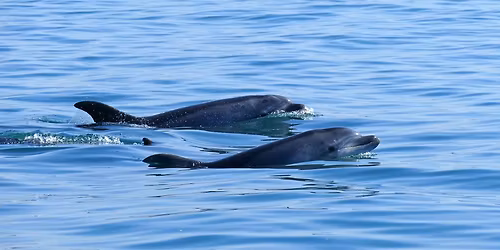 GOLFINHOS DO SADO & SET\u00daBAL | 1 DIA 89\u20ac