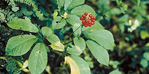 Regional Ginseng production update
