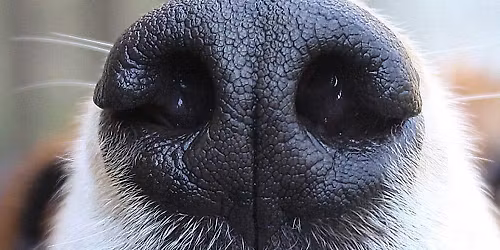 AKC Scent work