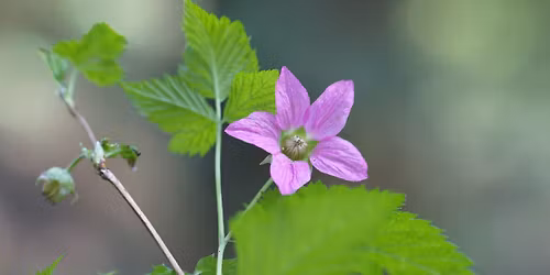 Ceramic Flower Vases