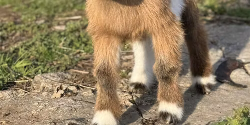 Goat Yoga Nashville- Jubilant June