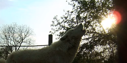 Howl-a-ween Party!
