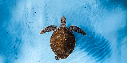 Ocean Film Festival World Tour