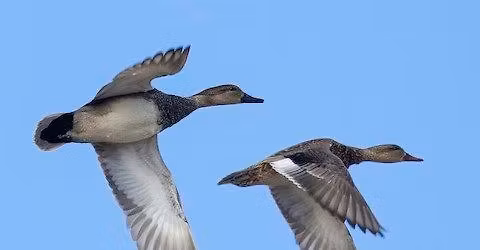 Bird Walk - Lakewood\/ Forest Preserve