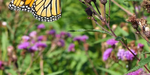 Streamside Forests: Benefiting Streams and Wildlife on Your Property