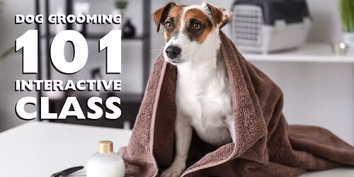 Dog Grooming 101: Between Grooms and DIY Dog Care
