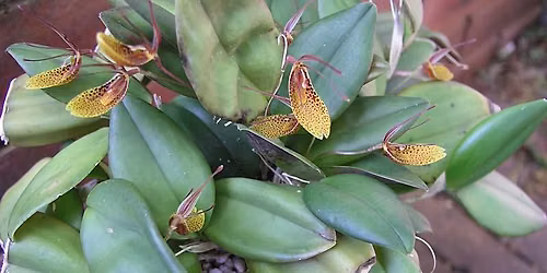 Tropical Garden Society of Sydney, July Meeting