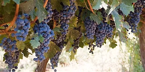 Cabernet Sauvignon Tasting! (JANUARY)