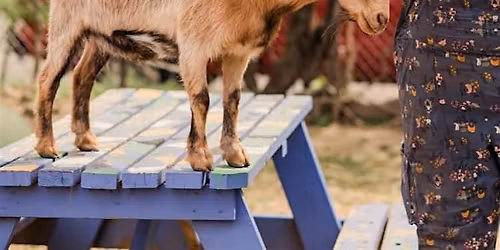 Animal Husbandry in Baltimore City