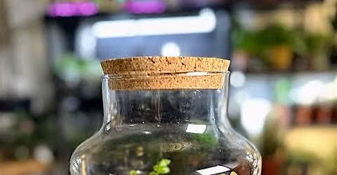 ENCLOSED TROPICAL TERRARIUM WORKSHOP