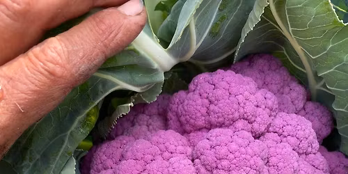 Starting Seedlings for your Vegetable Garden