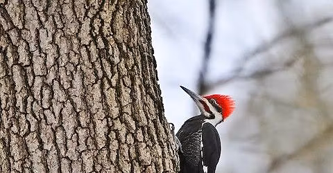 Wee Wonders: Woodpeckers @ Sand Ridge Nature Center